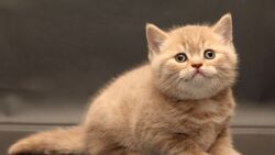 Cute Kitten Picture