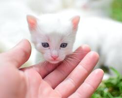 Cute Kitten With a Girl Hand