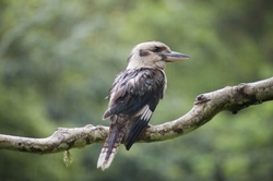 Cute Kookaburra Bird Sitting On Tree Branch