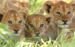 Cute Lions Cub 4K Photo