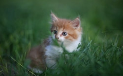 Cute Little Kitten Cat HD Wallpaper
