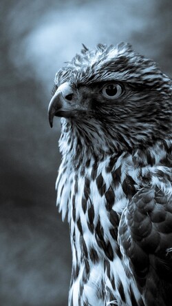 Cute Look of Eagle