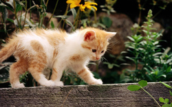 Cute Orange Cat Walking
