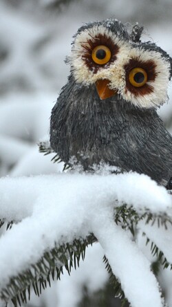 Cute Owl in Snow