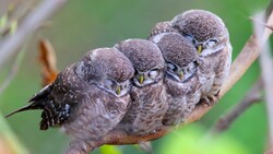 Cute Owl Kids on Tree