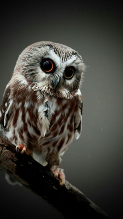 Cute Owl Mobile Pic
