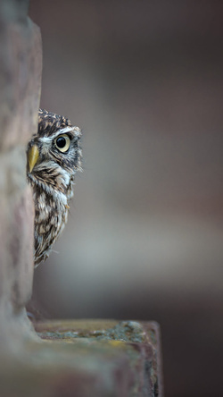 Cute Owl Playing Hide and Seek Pics