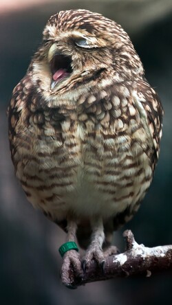 Cute Owl Yawn