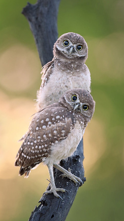 Cute Owls Wallpaper