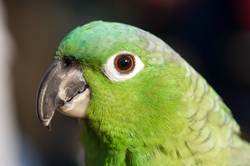 Cute Parrot Face Pic