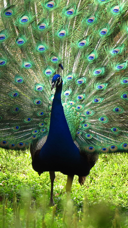 Cute Peacock In Garden Portrait