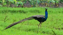 Cute Peafowl Bird 8K Wallpaper