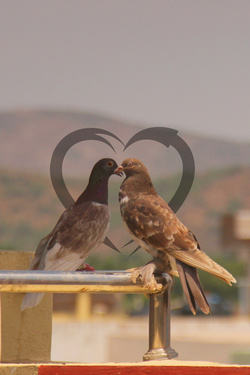Cute Pigeon Dove Couple Love Beautiful Pic