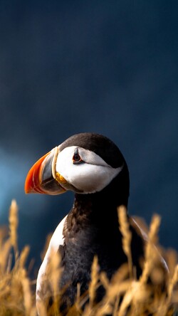 Cute Puffin Bird Image