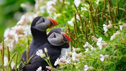 Cute Puffins Bird Photo