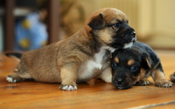 Cute Puppies Rest