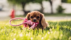 Cute Puppy 4K