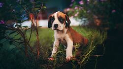 Cute Puppy Dog in Garden