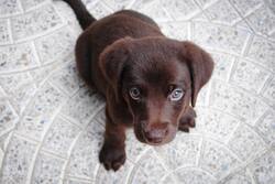 Cute Puppy Ultra HD Wallpaper