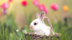 Cute Rabbit Baby Sitting in Basket