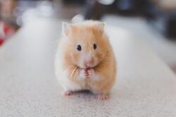 Cute Rat Wallpaper