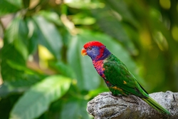 Cute Red And Green Parrot Baby