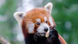 Cute Red Panda Baby Image