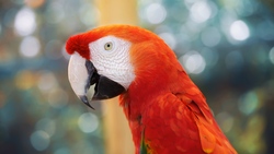 Cute Red Parrot 4K Desktop