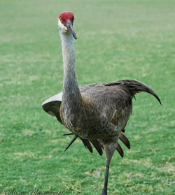 Cute Sandhill Crane Standing on One Leg