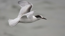 Cute Seagull Flying 4K Photo