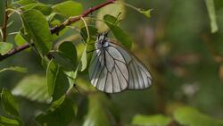 Cute Silver Butterfly 8K Photo