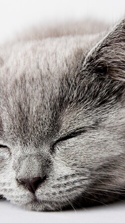 Cute Sleeping Cat Mobile Wallpaper
