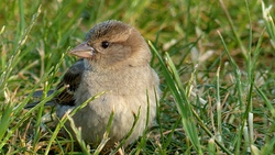 Cute Sparrow Bird in Garden