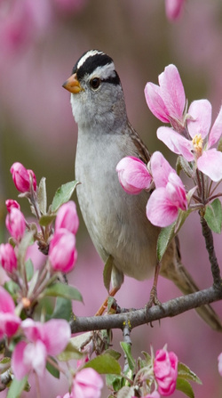 Cute Sparrow Sitting Flower Branch