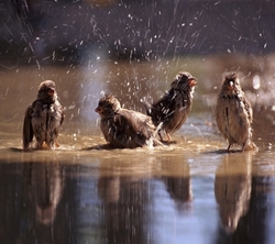 Cute Sparrows in Rain
