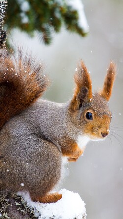Cute Squirrel in Winter