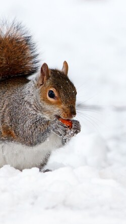 Cute Squirrel Mobile Pic