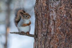Cute Squirrel on Tree Step