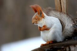 Cute Squirrel Sleeping on Tree Photo