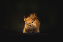 Cute Squirrel