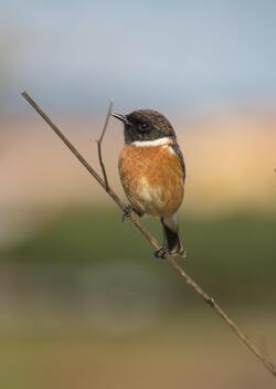 Cute Stonechat Bird Wallpaper