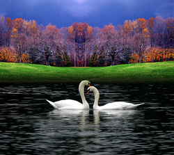 Cute Swan Sea Pic