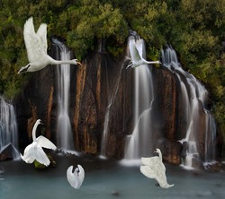 Cute Swans Flying Over Waterfall Pic