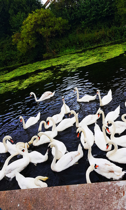 Cute Swans Group