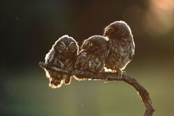 Cute Three Baby Owls
