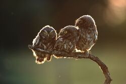 Cute Three Baby Owls