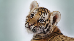 Cute Tiger Baby Cub Wallpaper