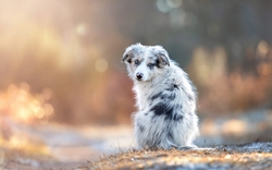 Cute White Australian Shepherd Dog HD Wallpaper