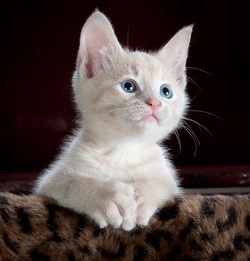 Cute White Baby Kitten