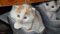 Cute White Cat Babies 4K Photos
